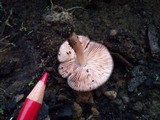 Pluteus roseipes image