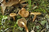 Inocybe praetervisa image