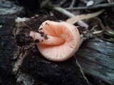 Pluteus roseipes image
