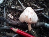 Pluteus roseipes image