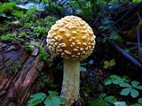 Amanita muscaria var. formosa image