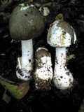 Amanita pseudoporphyria image
