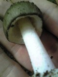 Amanita pseudoporphyria image