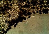 Panaeolus acuminatus image