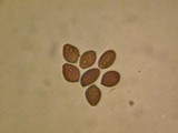 Panaeolus acuminatus image