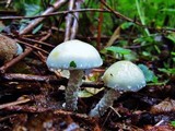 Stropharia aeruginosa image