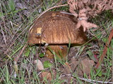 Boletus fibrillosus image