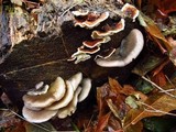 Sarcomyxa serotina image