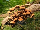 Kuehneromyces mutabilis image