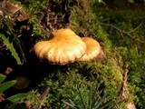Kuehneromyces mutabilis image