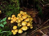 Pholiota alnicola image