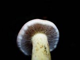 Pholiota alnicola image