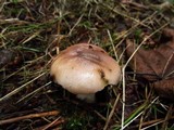 Gomphidius glutinosus image