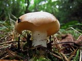 Gomphidius glutinosus image