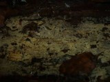 Amphinema byssoides image