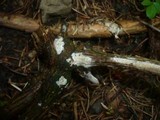 Hypochnicium bombycinum image