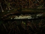 Hypochnicium bombycinum image