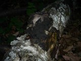 Hypoxylon multiforme image