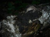 Hypoxylon multiforme image