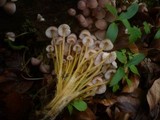 Mycena renati image