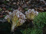 Mycena renati image