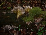 Mycena renati image