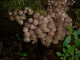 Mycena renati image