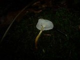 Polyporus ciliatus image
