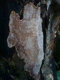 Scytinostroma portentosum image
