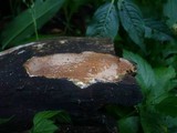 Scytinostroma portentosum image