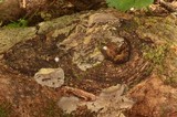 Bjerkandera adusta image