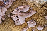 Fomitopsis cajanderi image
