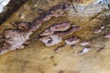Fomitopsis cajanderi image