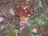 Boletus fibrillosus image
