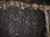 Stachybotrys chartarum image