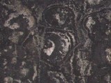 Stachybotrys chartarum image