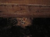 Peziza domiciliana image