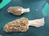 Morchella americana image