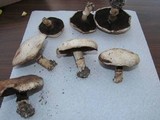 Agaricus bisporus image