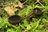 Plectania melastoma image