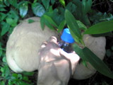 Calvatia craniiformis image