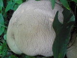 Calvatia craniiformis image