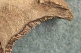 Bjerkandera adusta image