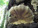 Earliella scabrosa image