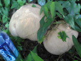 Calvatia craniiformis image