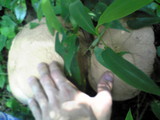 Calvatia craniiformis image