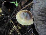 Amanita sect. Vaginatae image