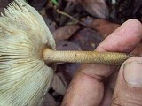 Amanita sect. Vaginatae image