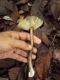Amanita sect. Vaginatae image