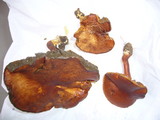 Phylloporus bellus image